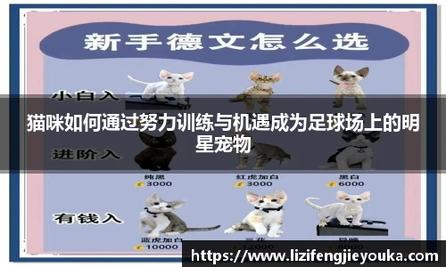 猫咪如何通过努力训练与机遇成为足球场上的明星宠物
